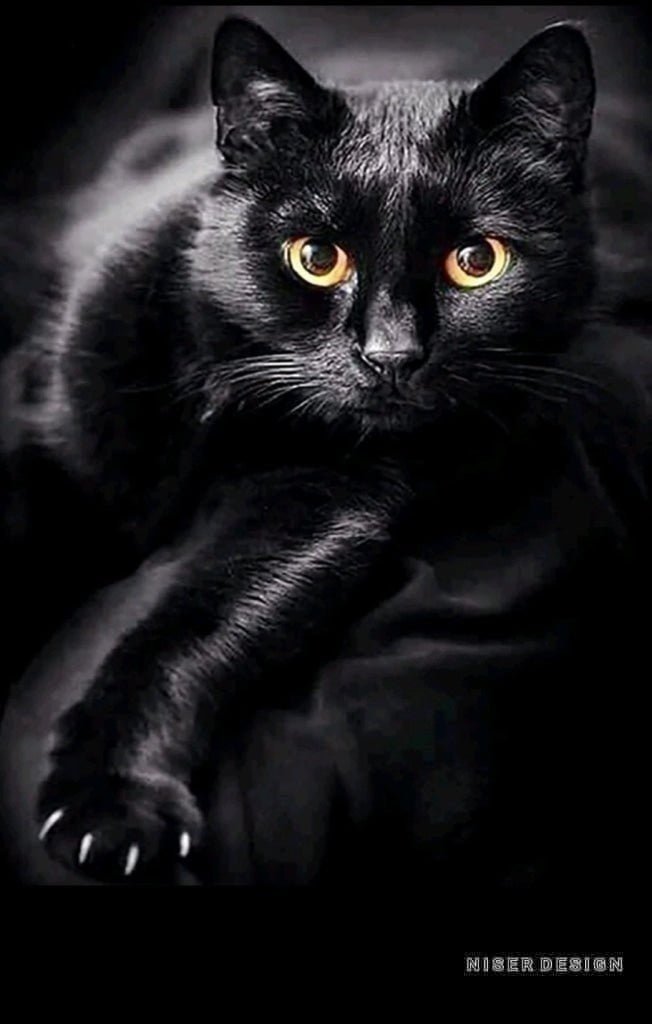 Diamond Painting Bild round 30x40 BLACKCAT - NISER DESIGN